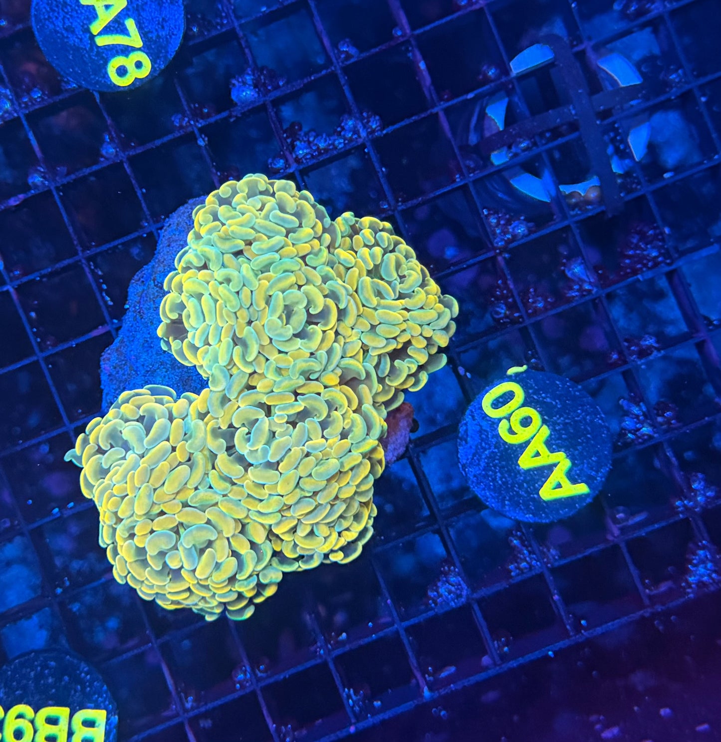 SP hammer colony