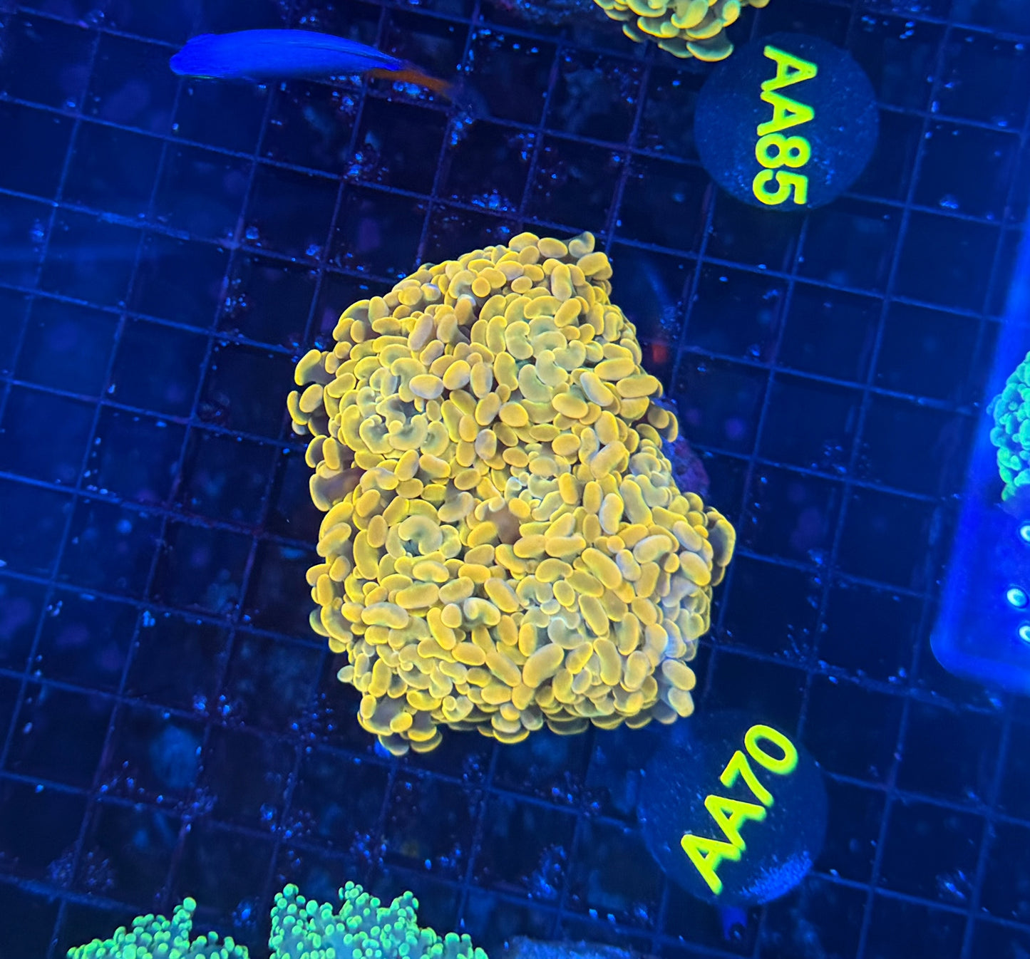 SP hammer colony