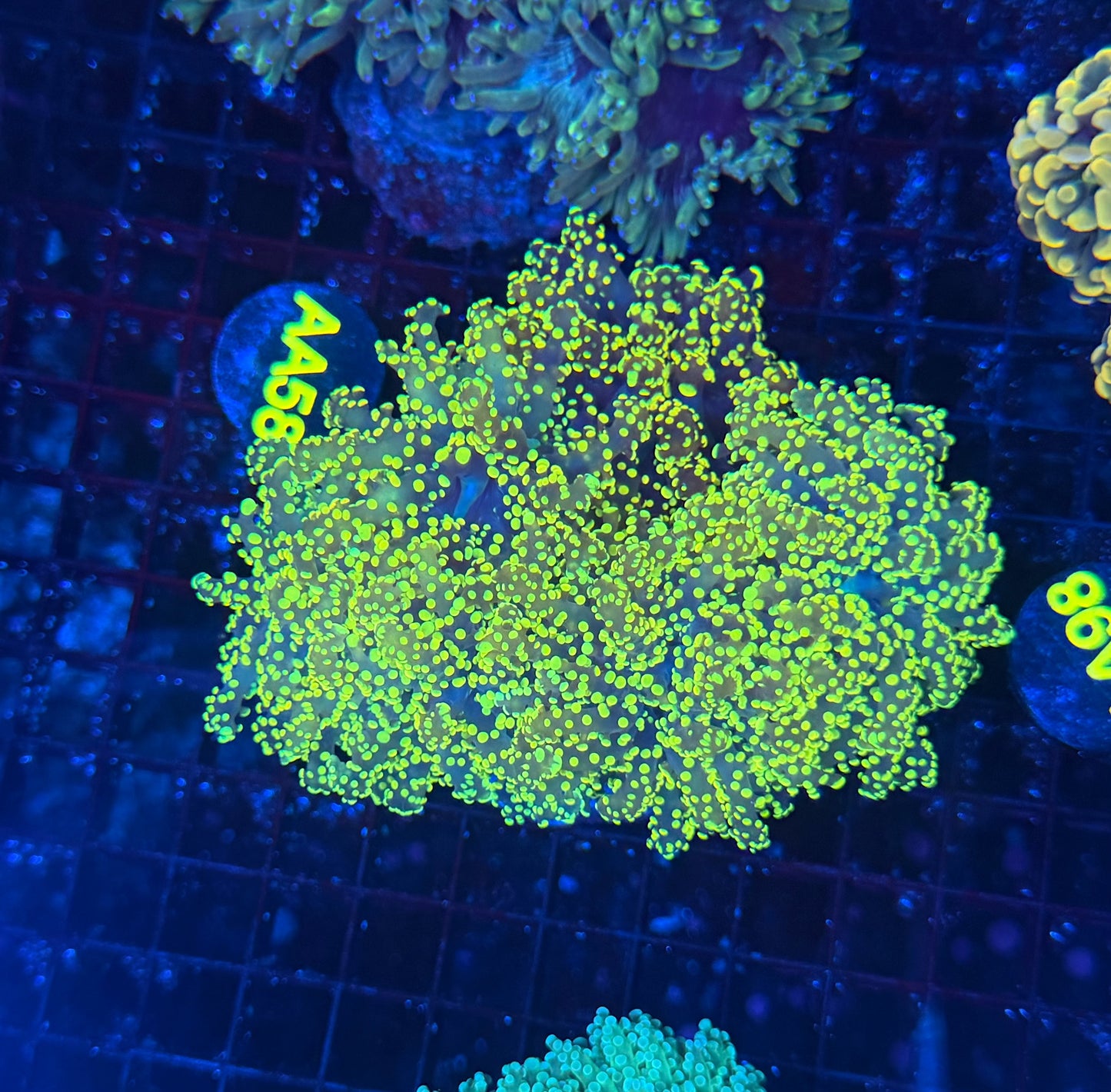 SP frogspawn colony