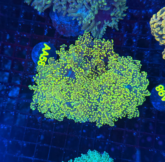 SP frogspawn colony