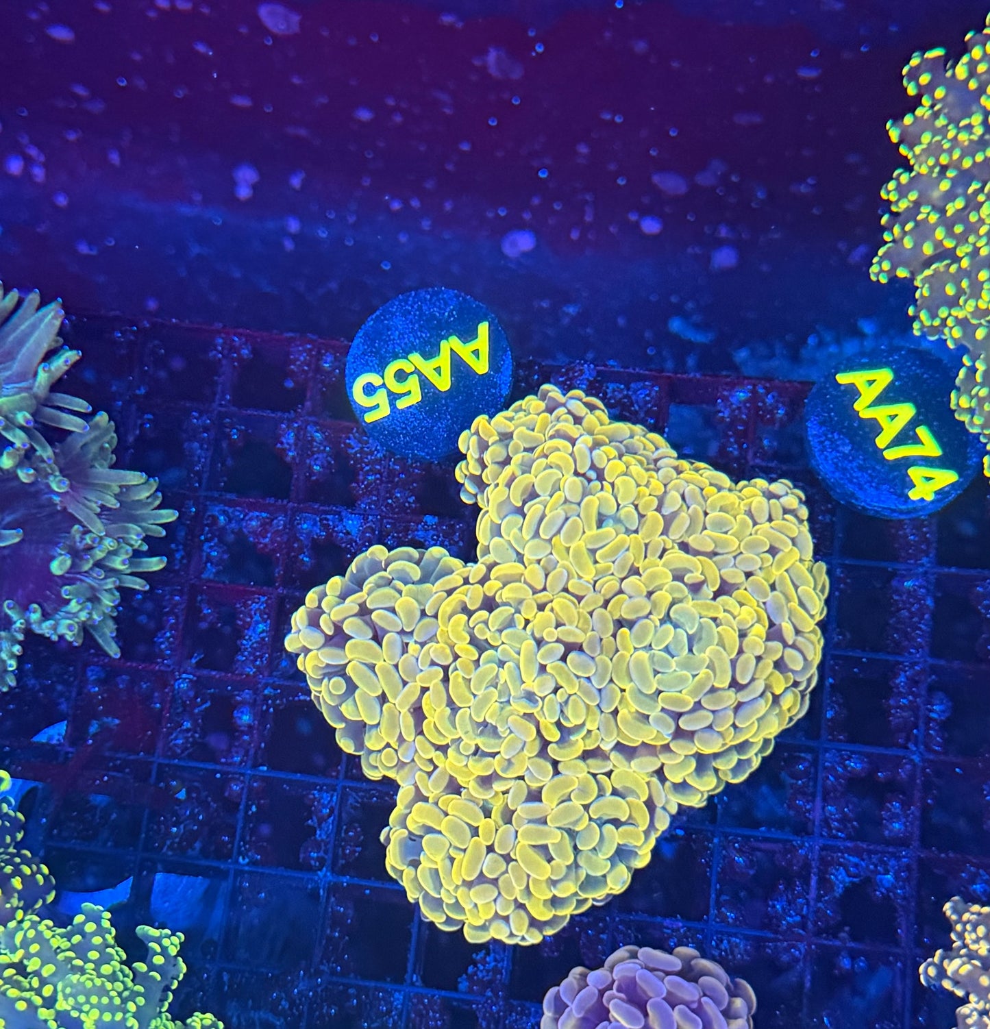 SP hammer colony