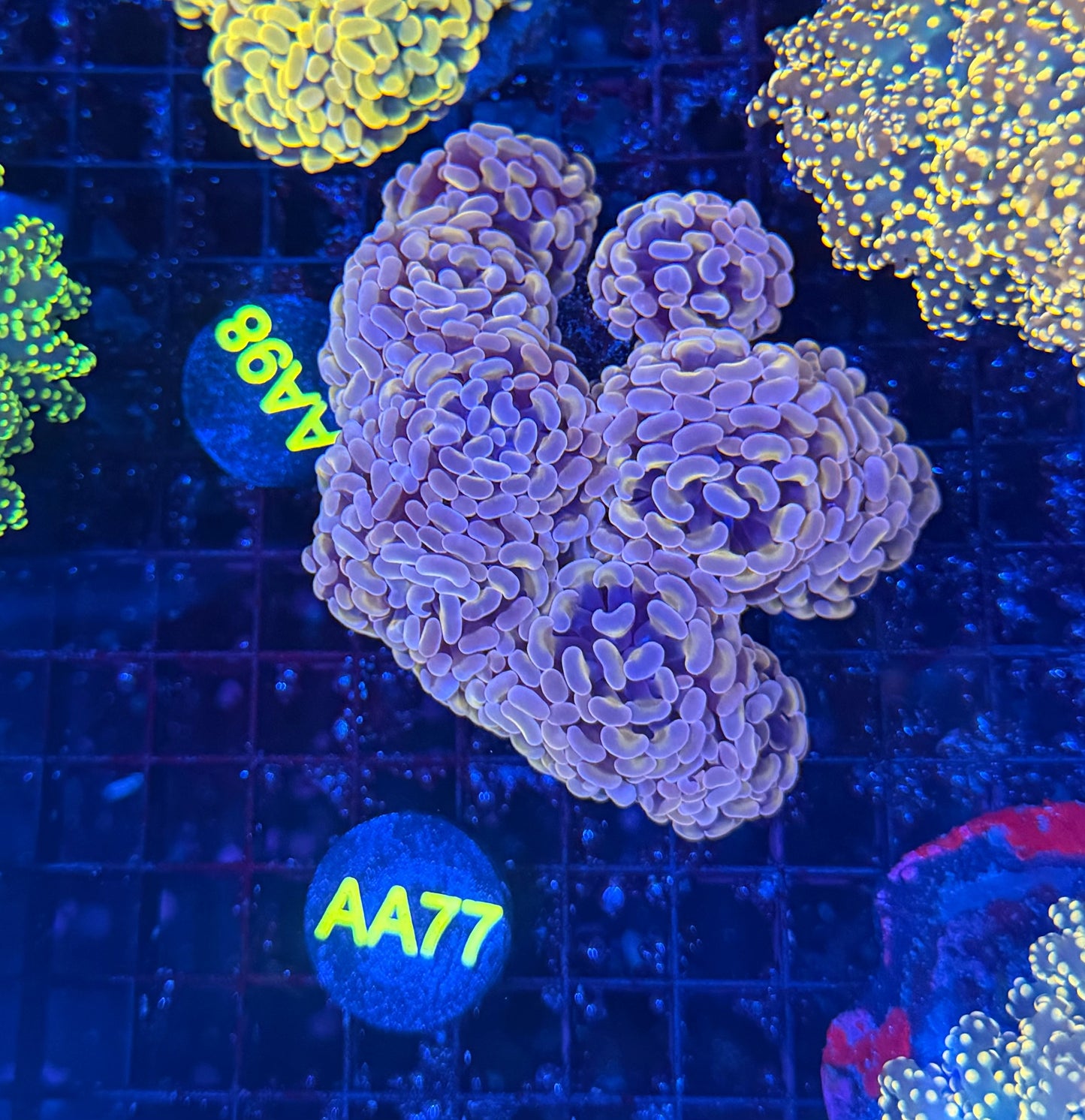 SP hammer colony