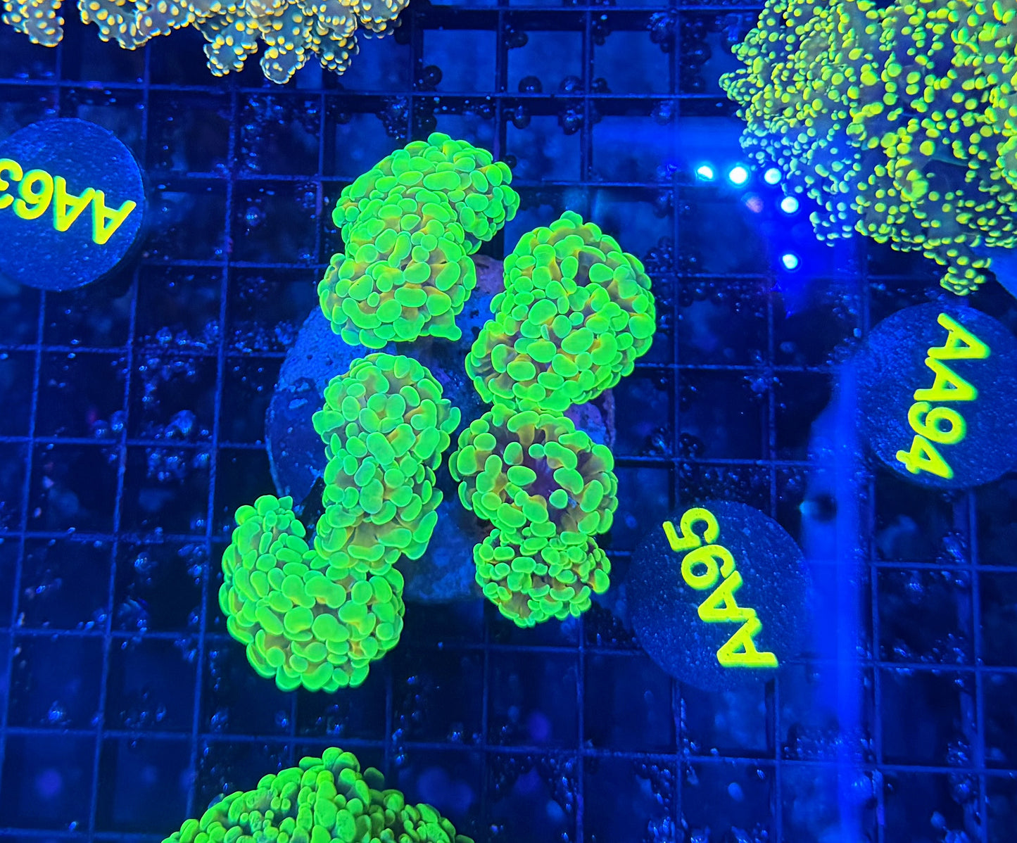 SP hammer colony