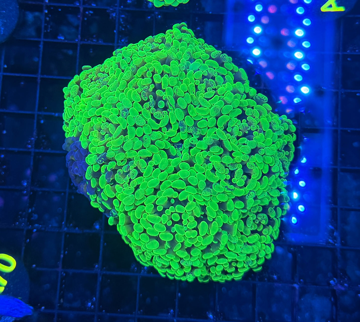 SP hammer colony
