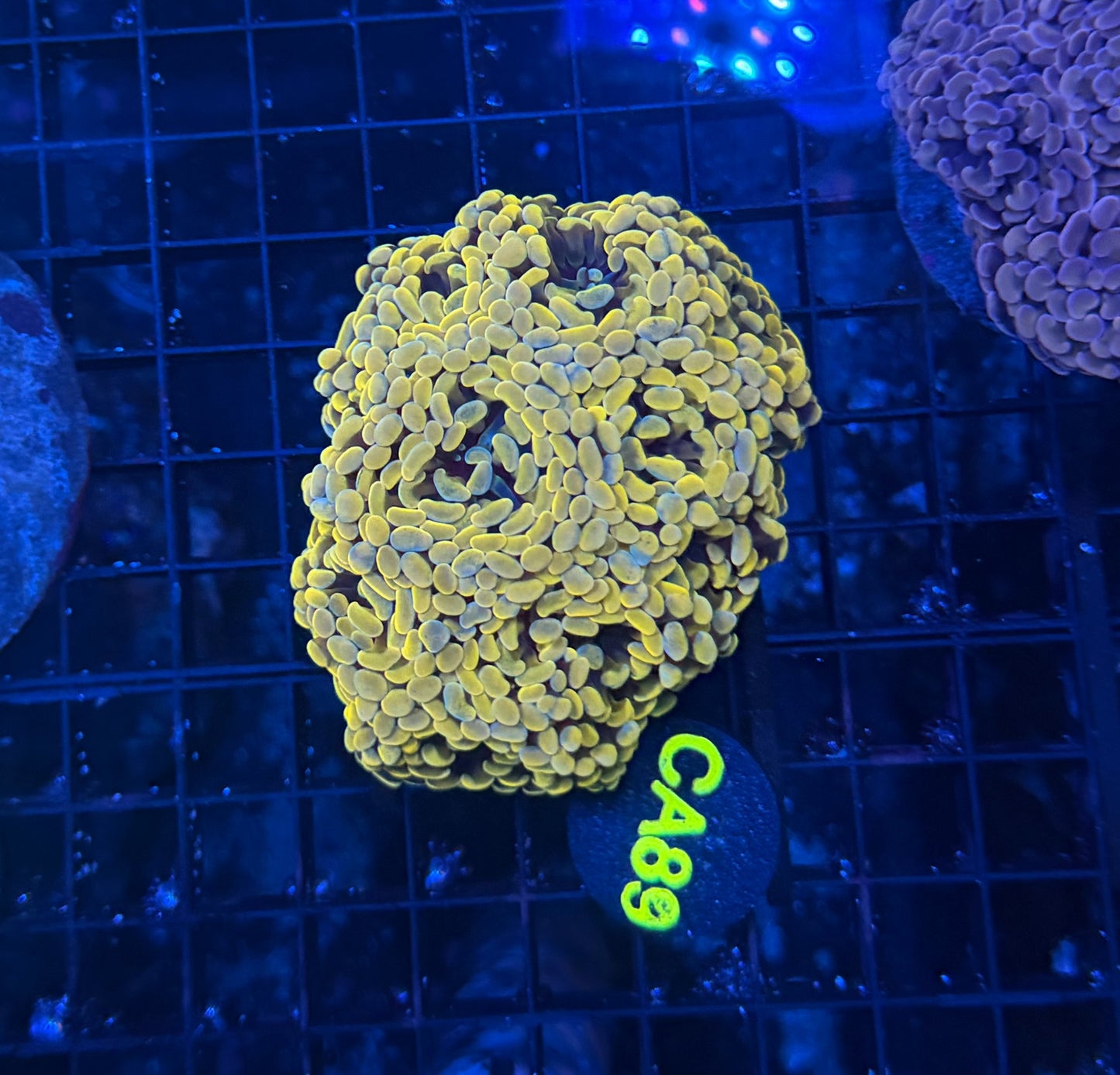 SP hammer colony