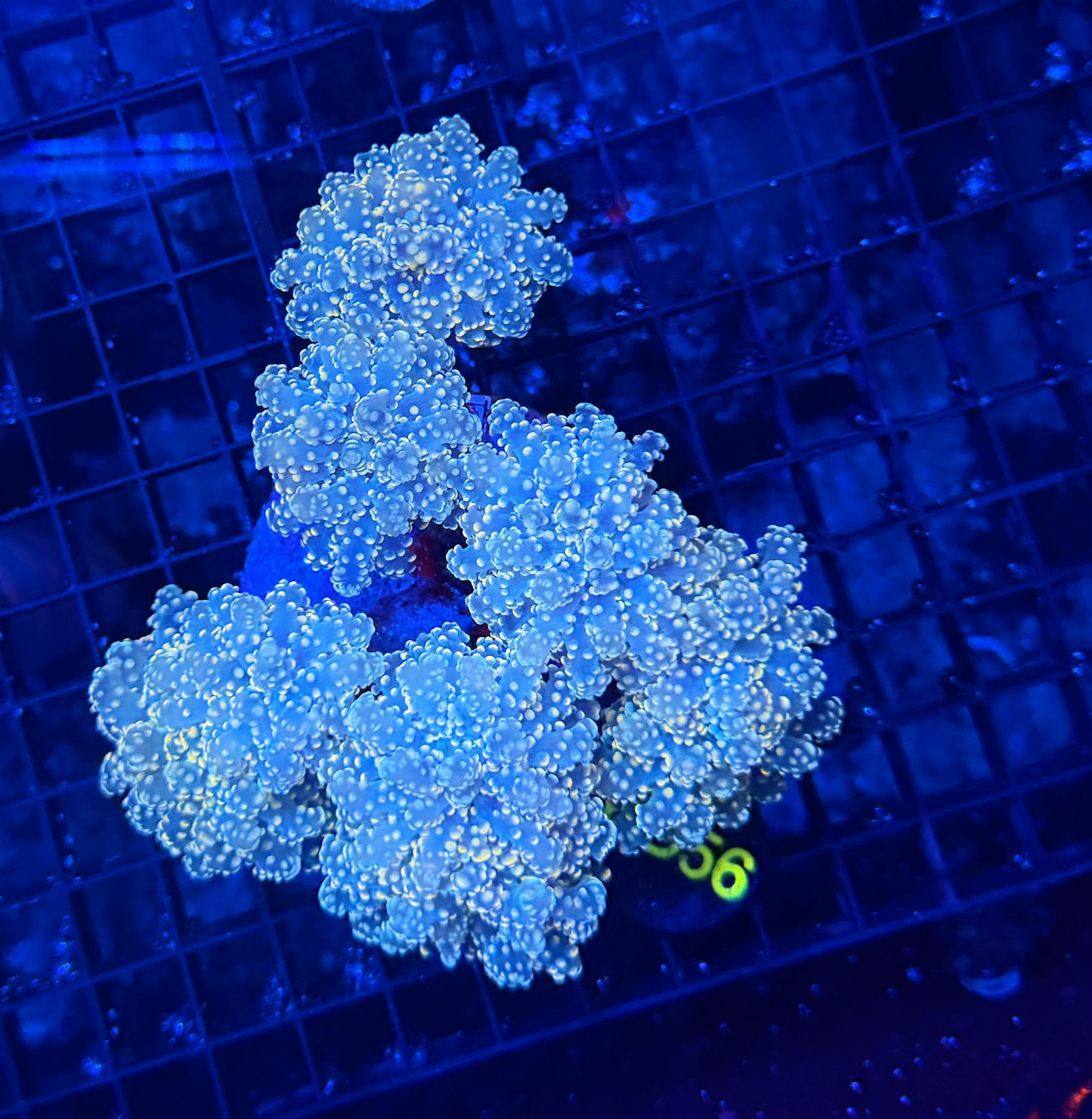 SP frogspawn colony