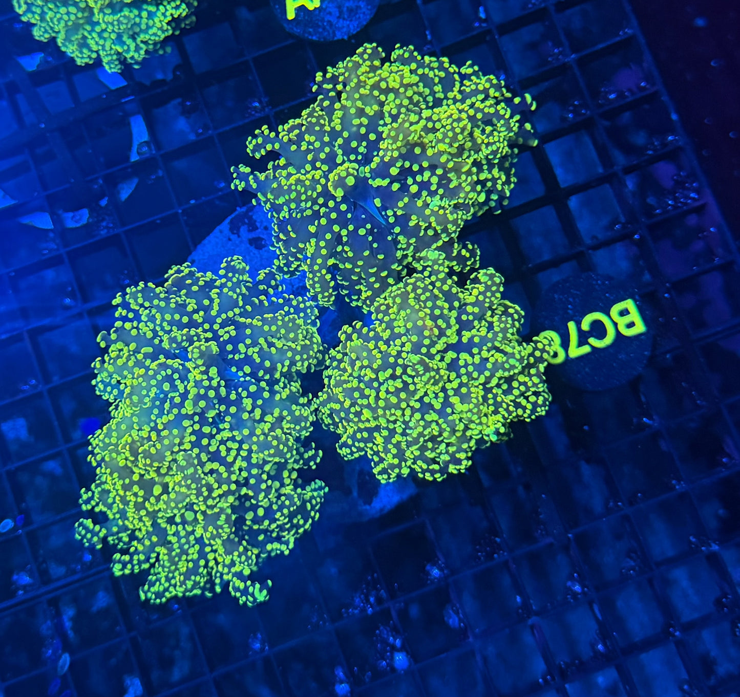 SP frogspawn colony