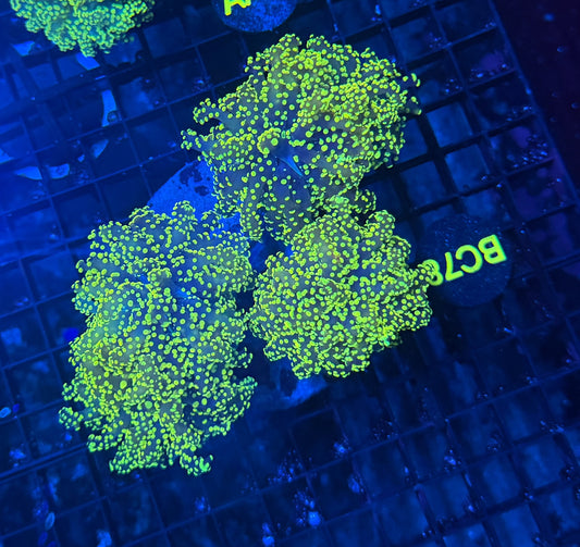 SP frogspawn colony