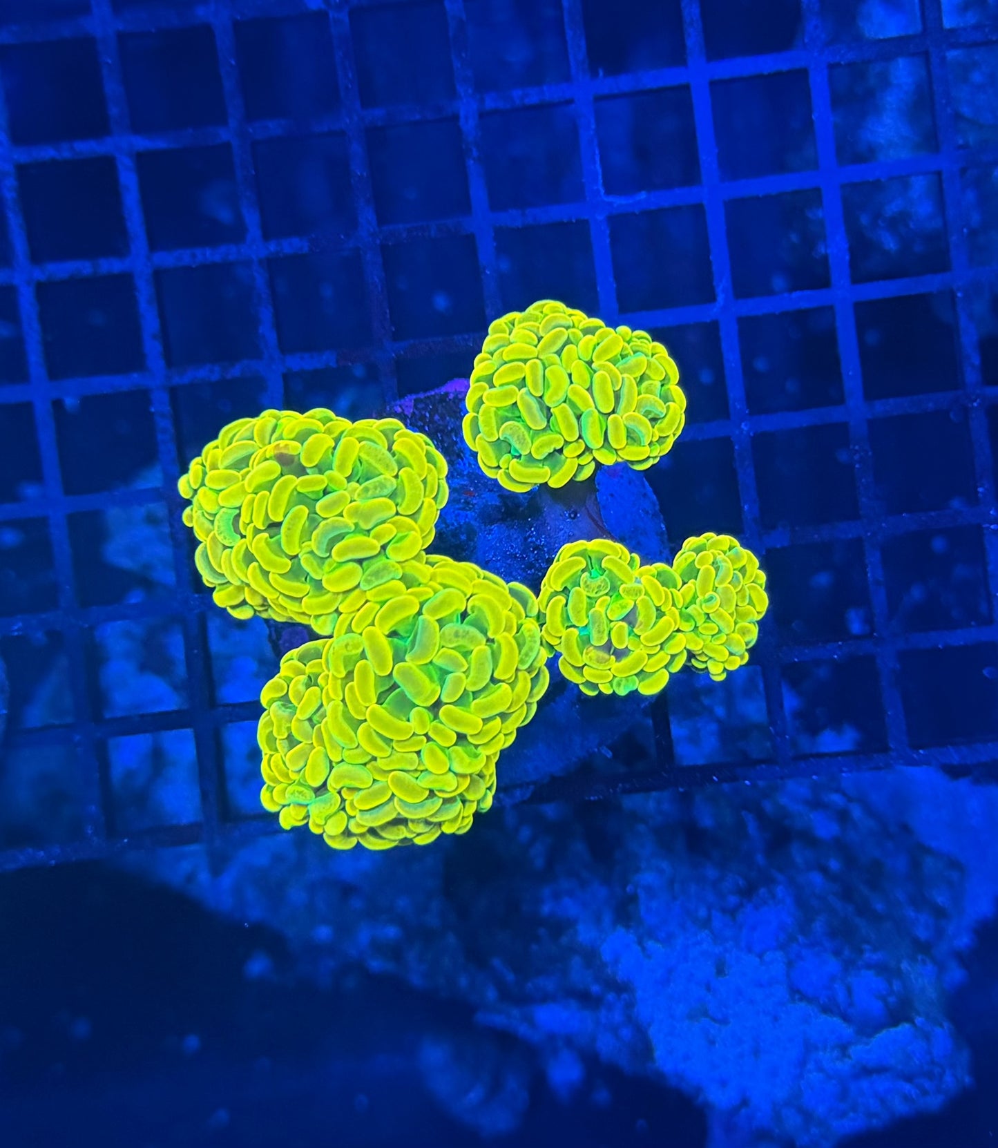 Willy wonka 4 heads + small colony