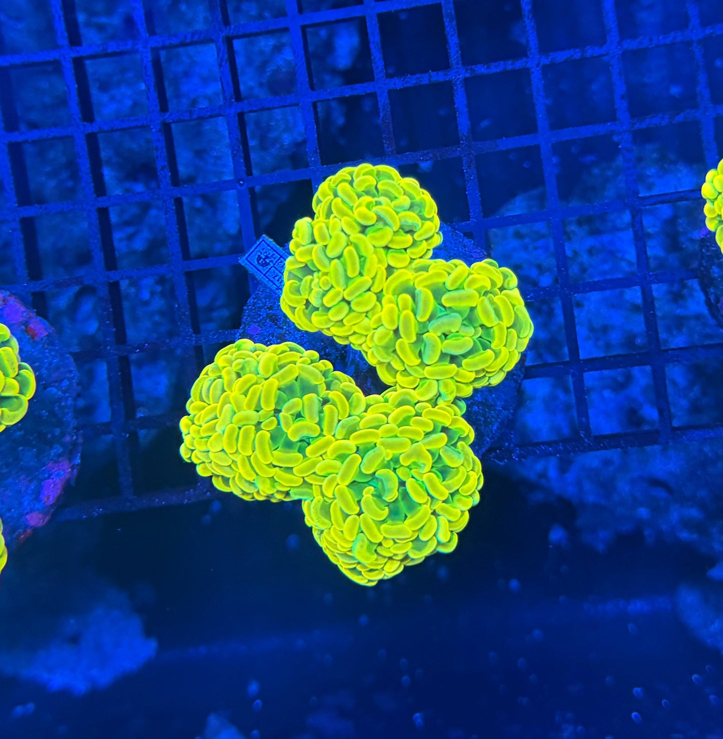 Willy wonka 4 heads + small colony