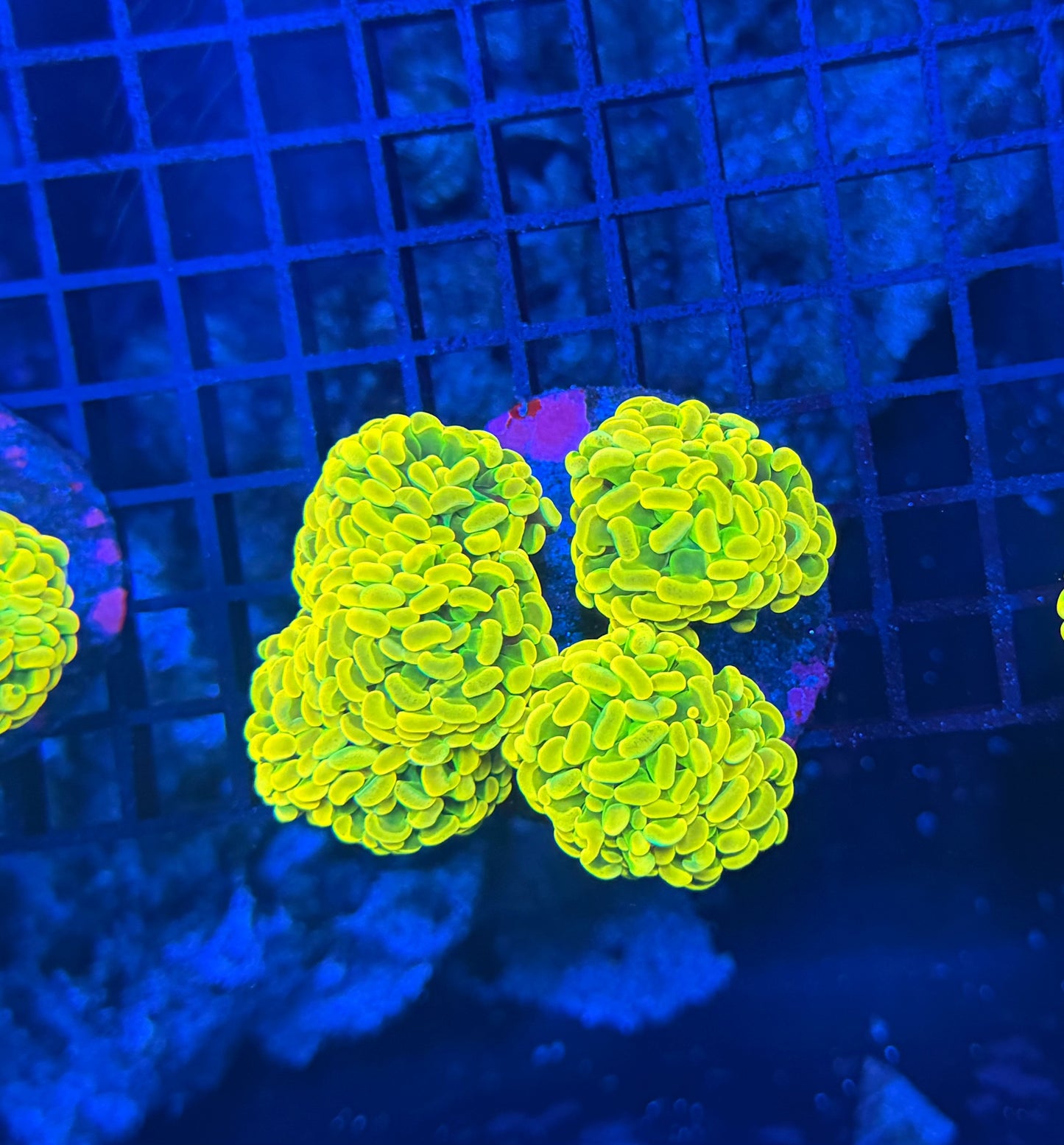 Willy wonka 4 heads + small colony