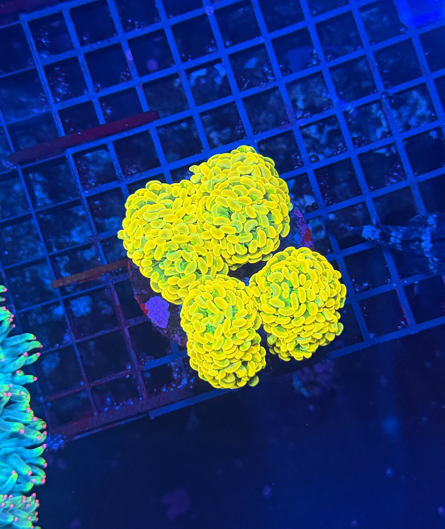 Willy wonka 4 heads + small colony