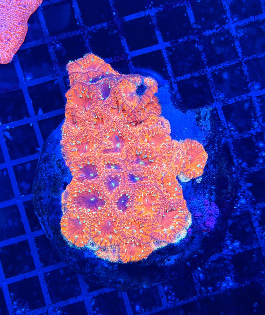 Rainbow blasto colony