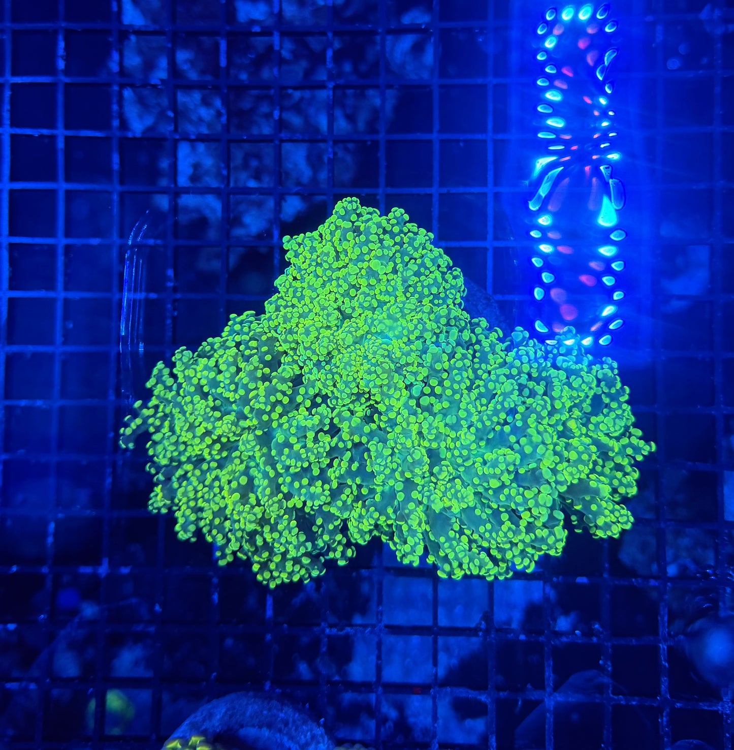 Frogspawn colony