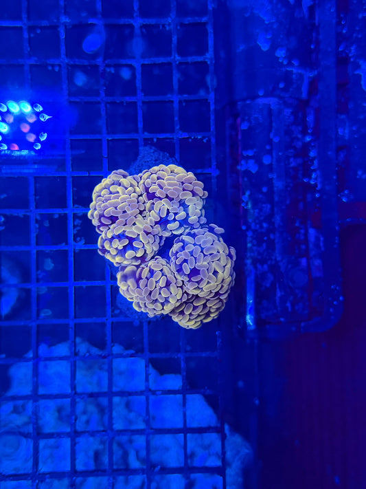 Indo hammer colony