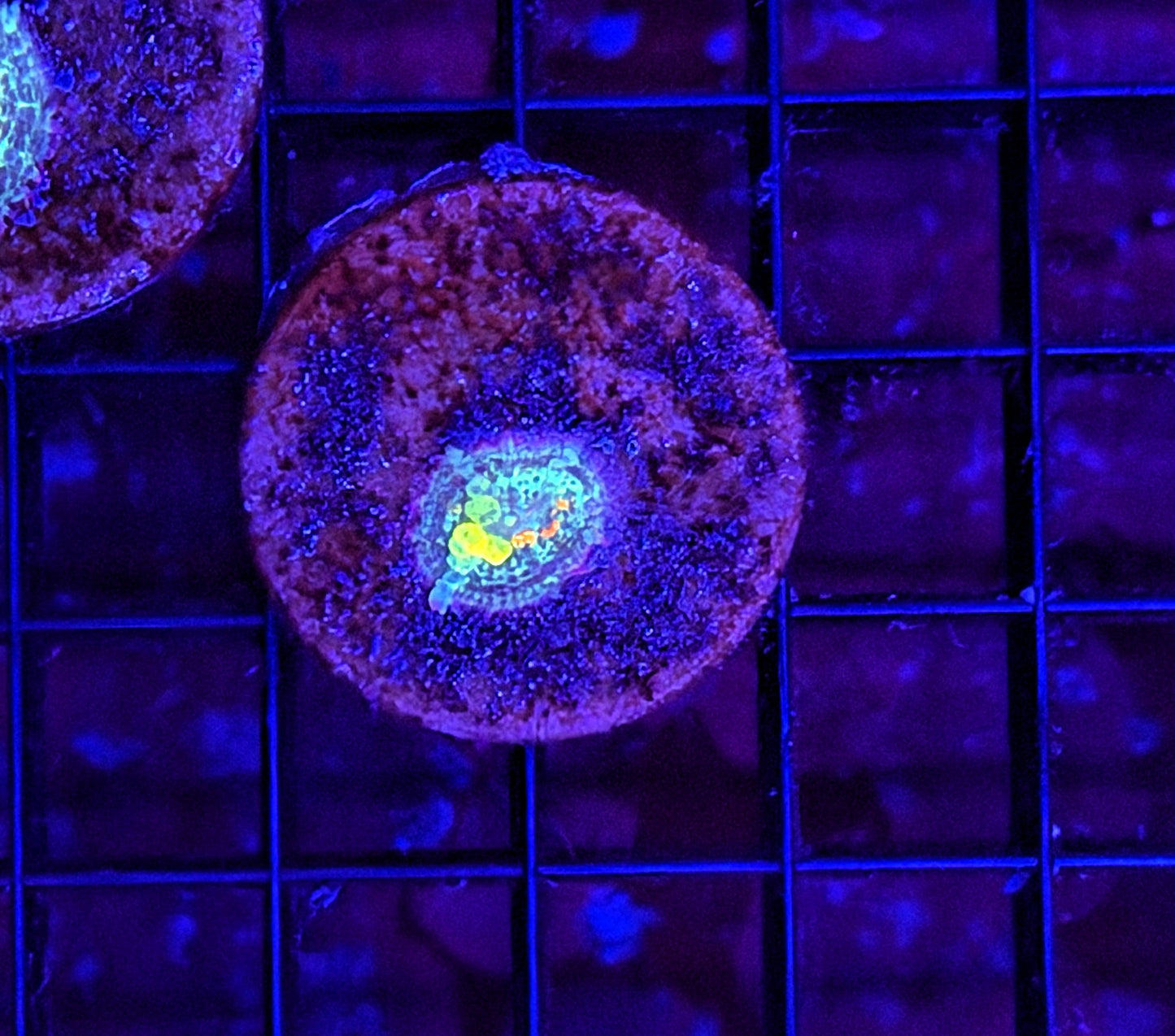 Tank Grown OG S