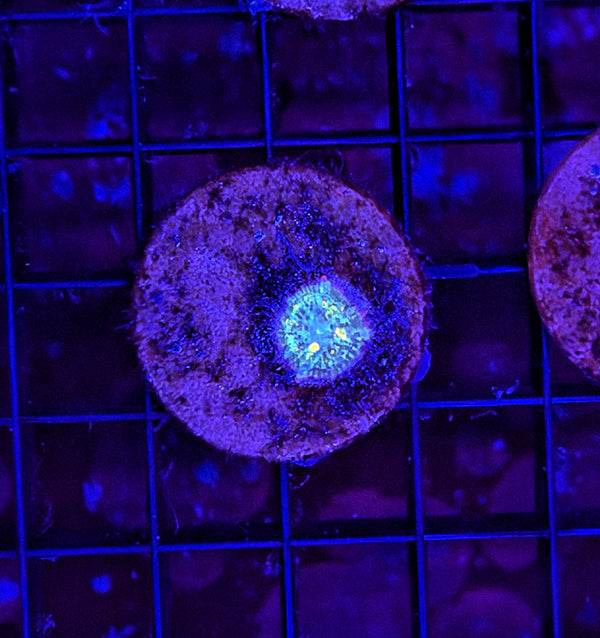Tank Grown OG S