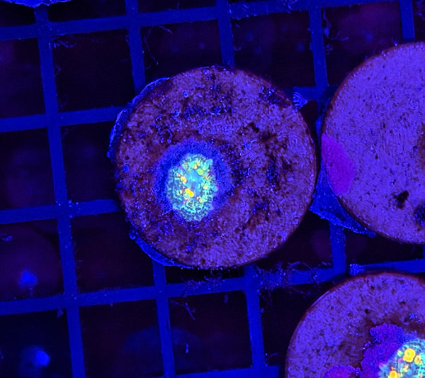 Tank Grow OG S