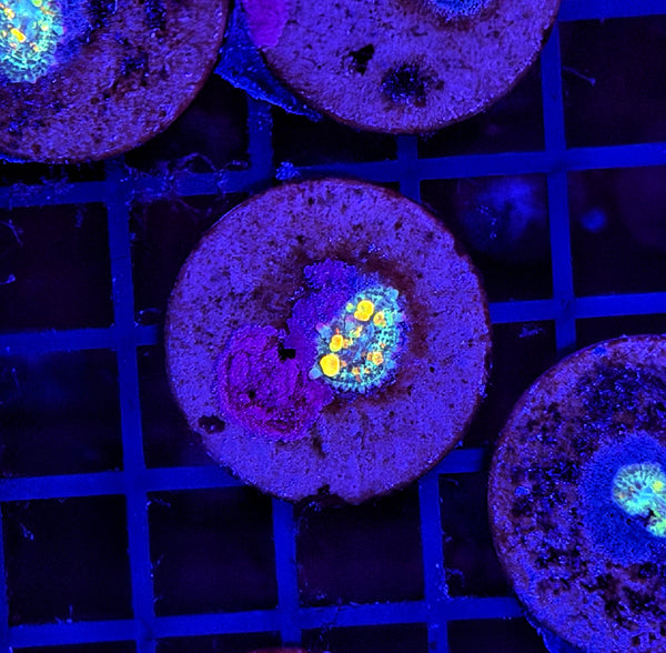 Tank Grow OG S