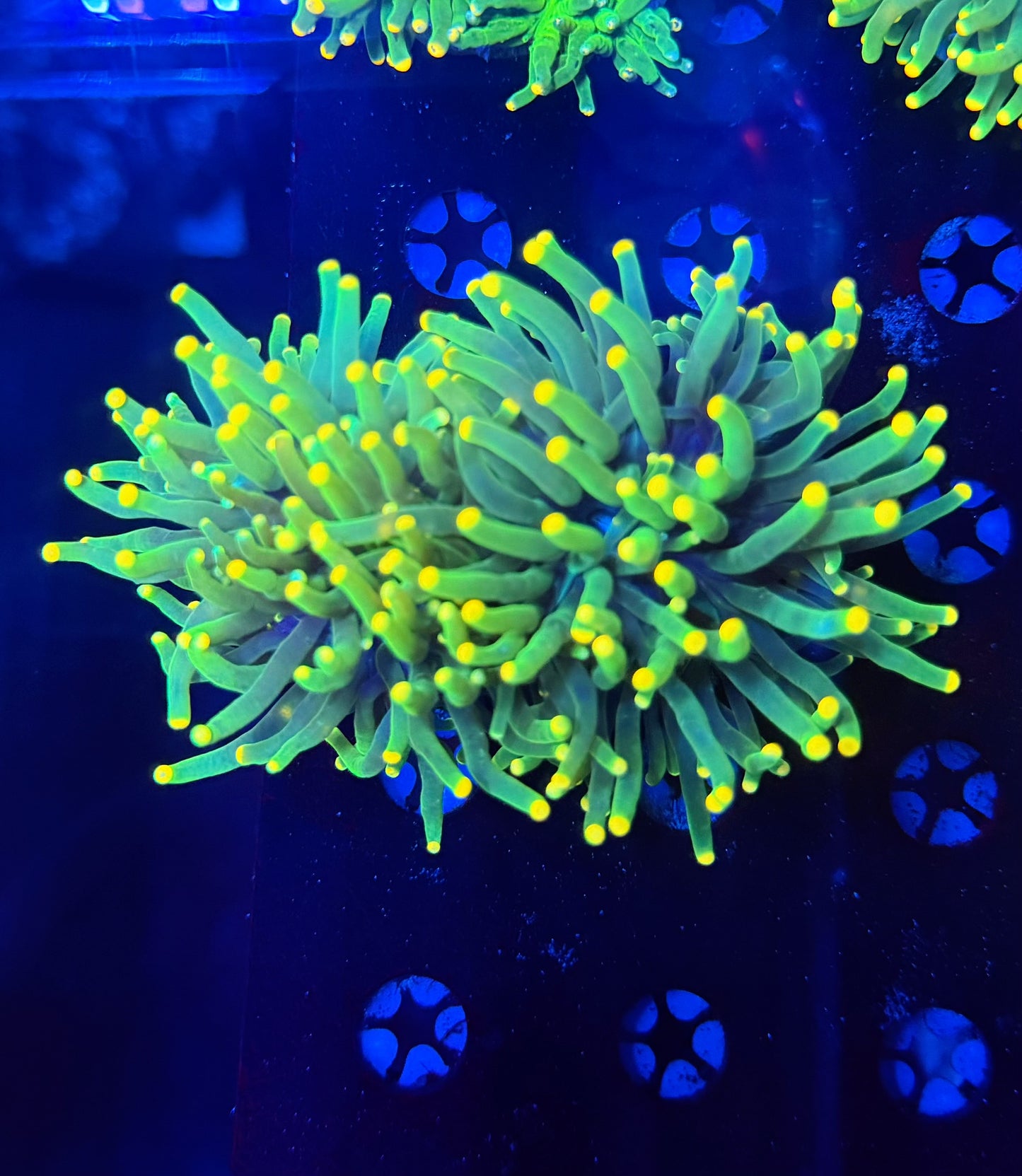 Malay yellow tip L