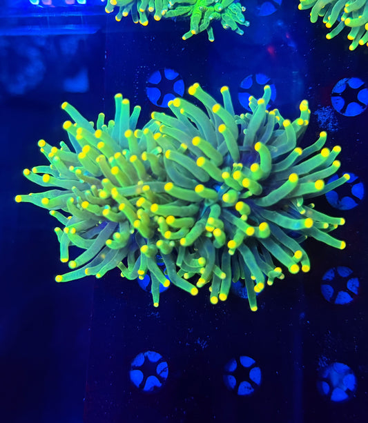 Malay yellow tip L