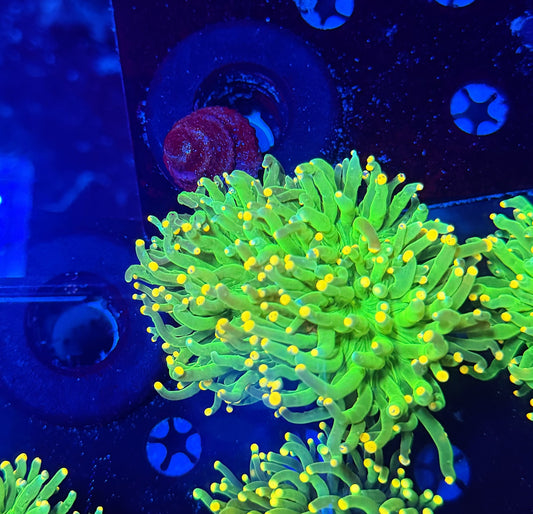 Malay yellow tip L