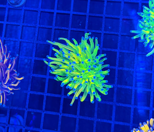 Rainbow hg