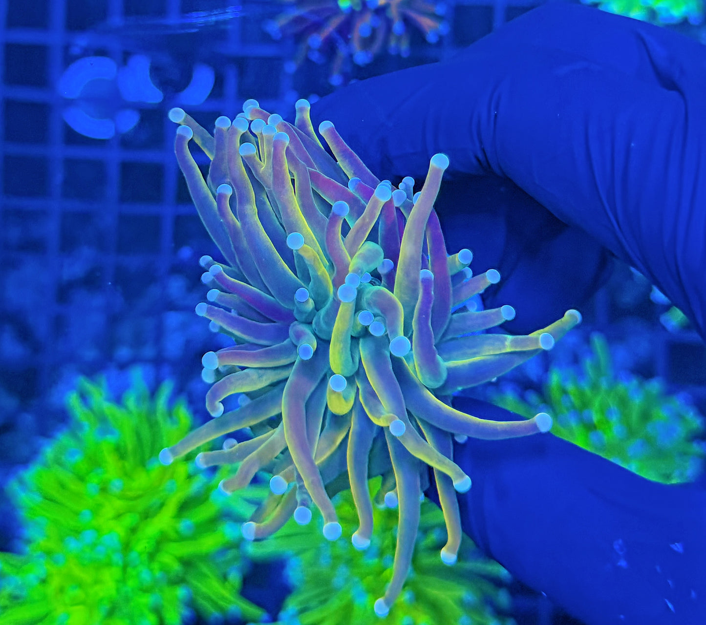 Malay rainbow hg good flesh
