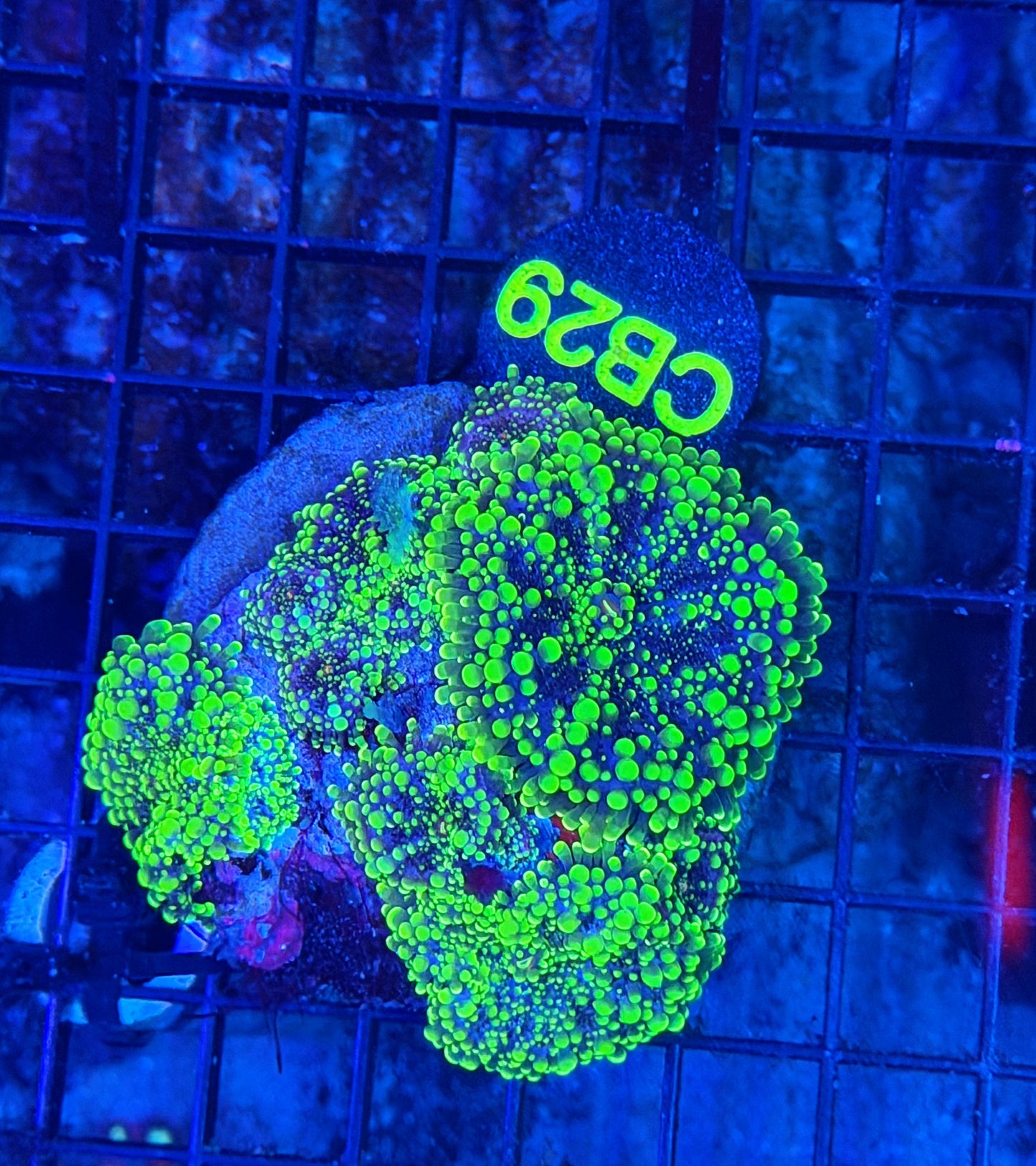 Green Godzilla rock