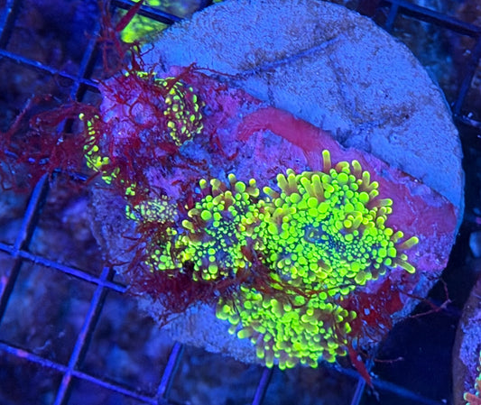 Mushroom rock