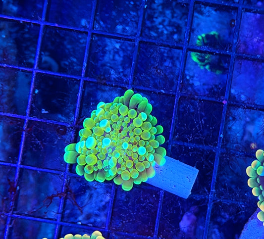 Malay bounce mushroom