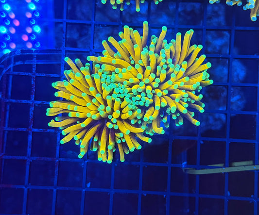 Asian banana / sungod L