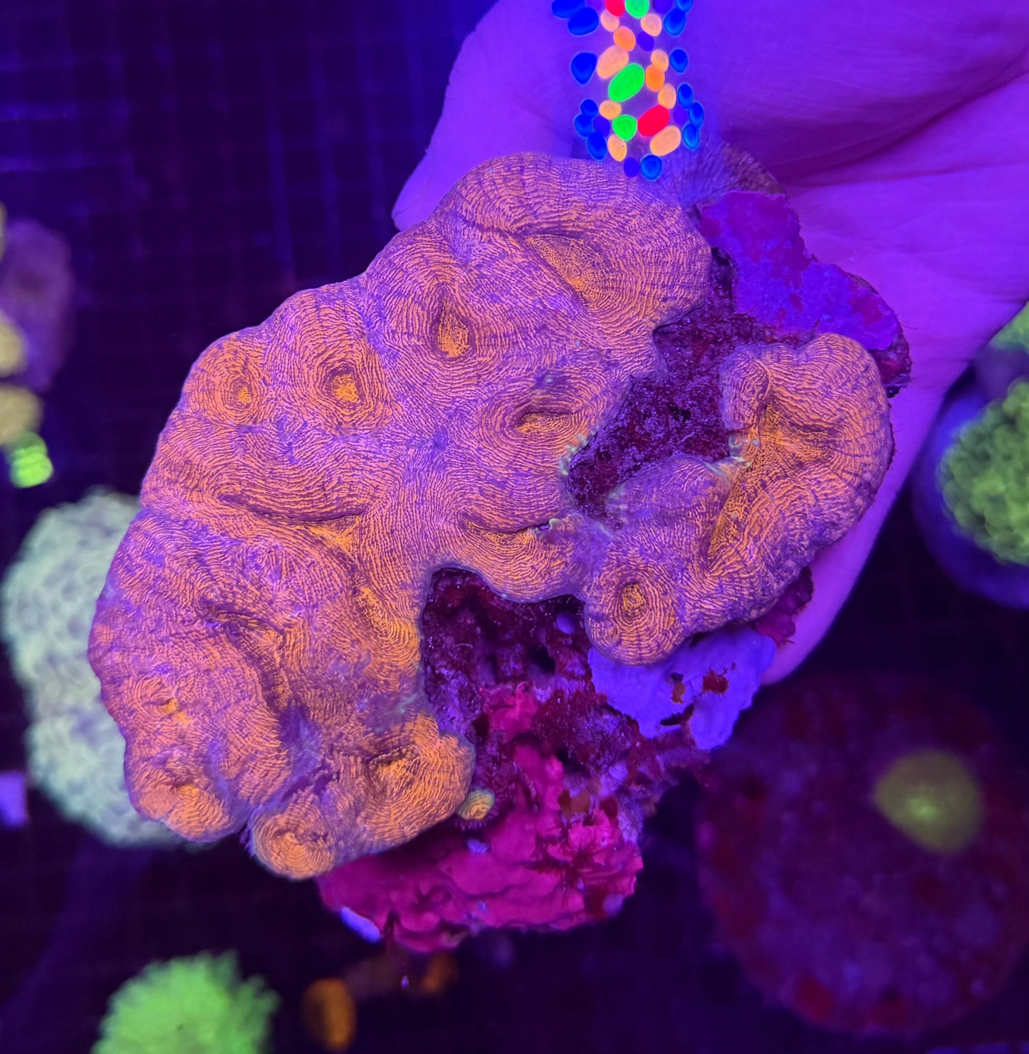 Rainbow lobo