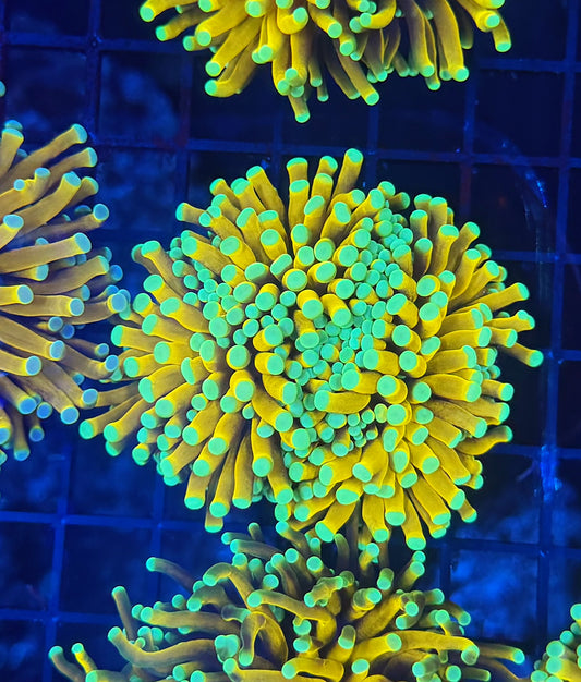 Asian banana / sungod mini colony (may hard to frag to singles)