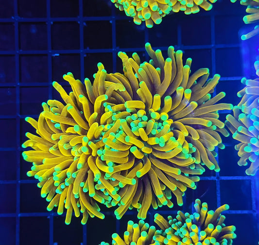 Asian banana / sungod mini colony (may hard to frag to singles)