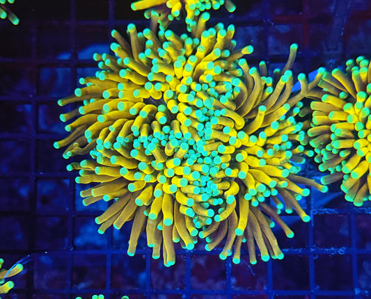 Asian banana / sungod mini colony (may hard to frag to singles)