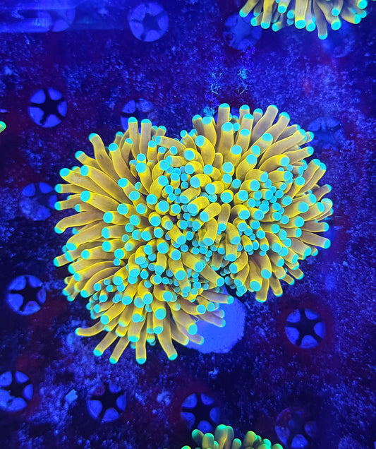 Asian banana / sungod L