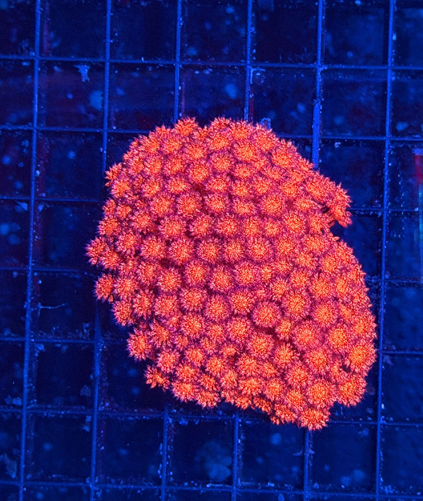 Red Glitter Goni Colony S Size 10-15 frags