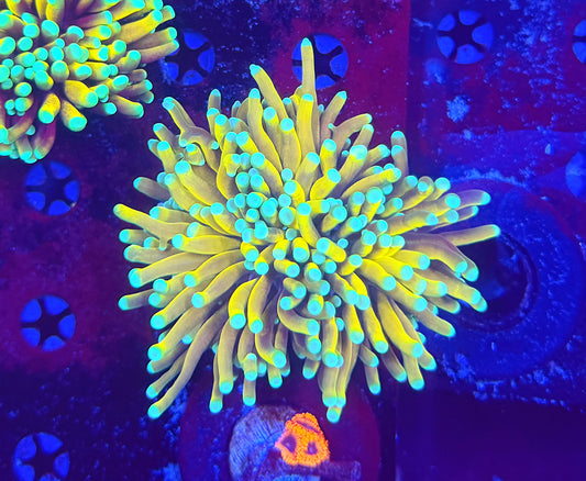 Asian banana / sungod L