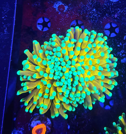 Asian banana / sungod L
