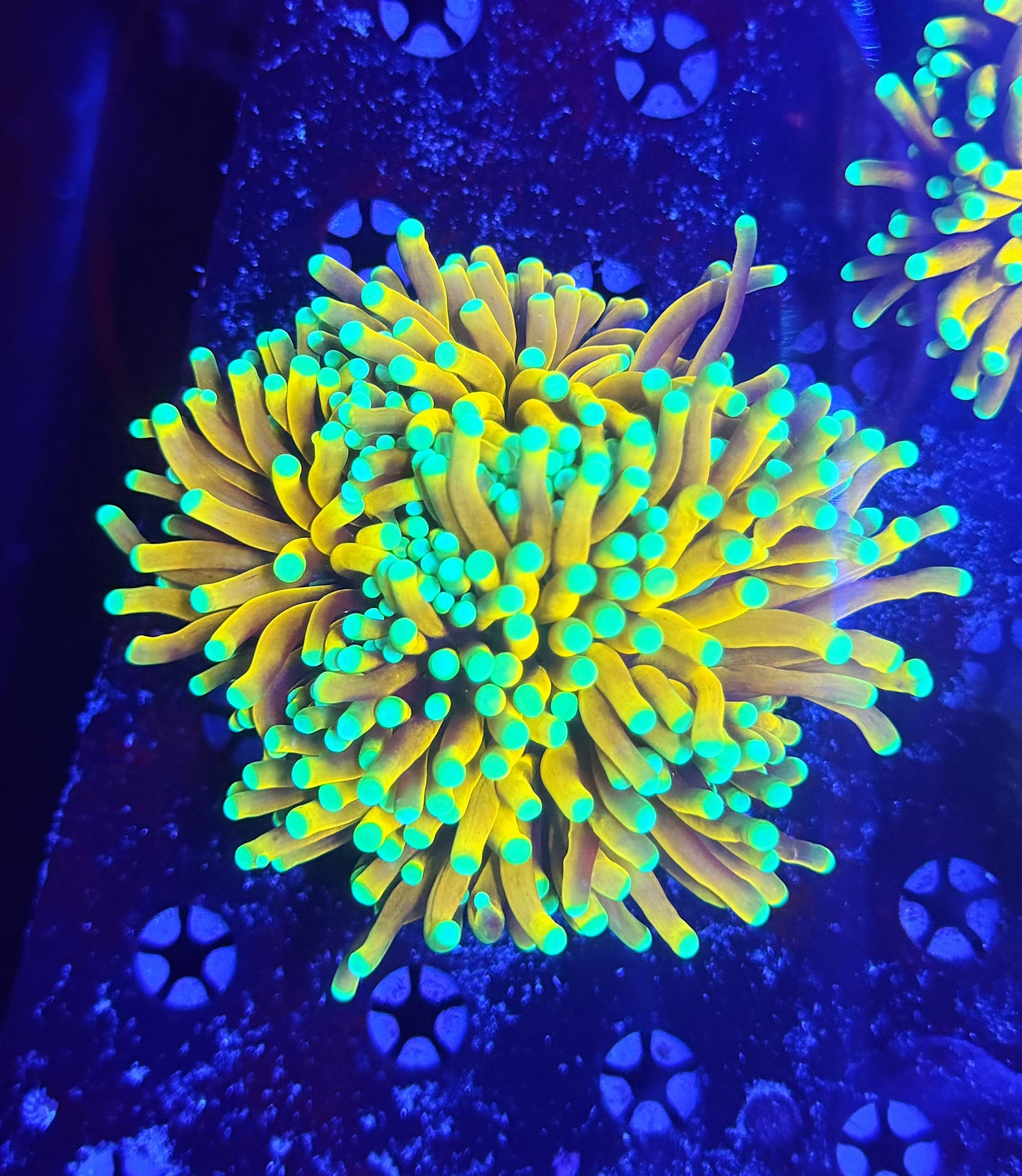 Asian banana / sungod mini colony (may hard to frag to singles)