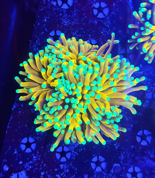 Asian banana / sungod mini colony (may hard to frag to singles)