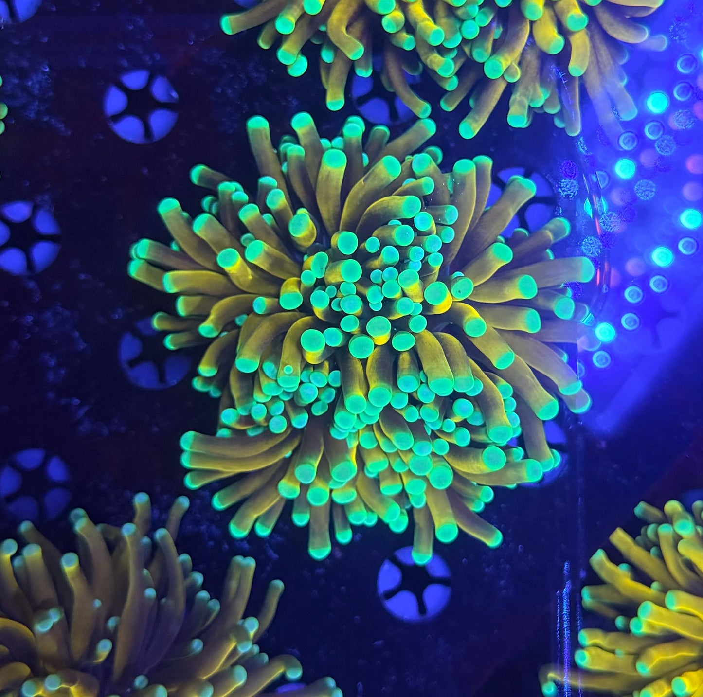 Asian banana / sungod mini colony (may hard to frag to singles)