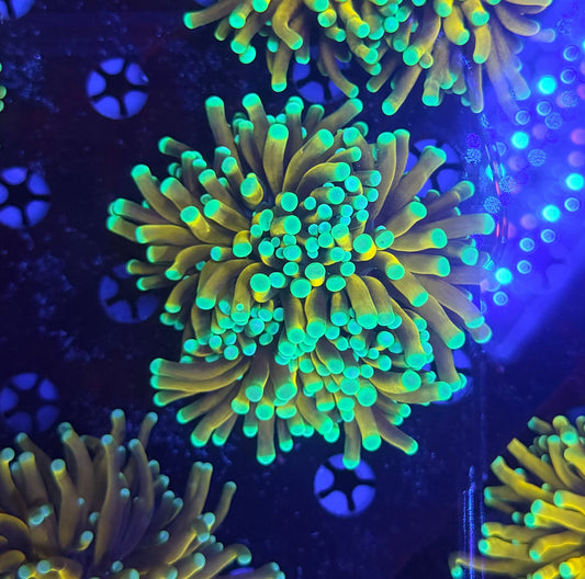 Asian banana / sungod mini colony (may hard to frag to singles)