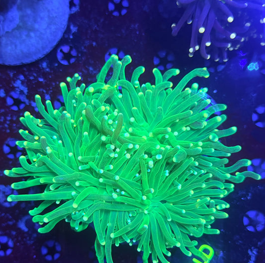 Malay green mini colony