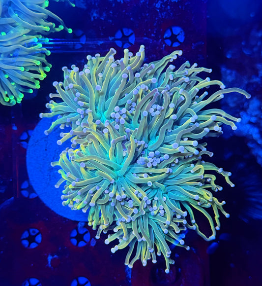 Malay HG colony 5 heads