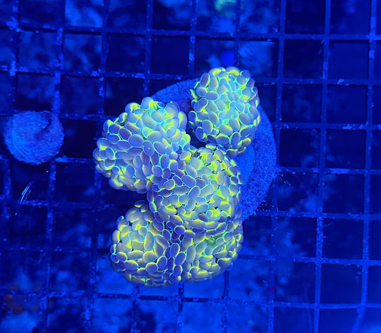 Hologram A grade  colony