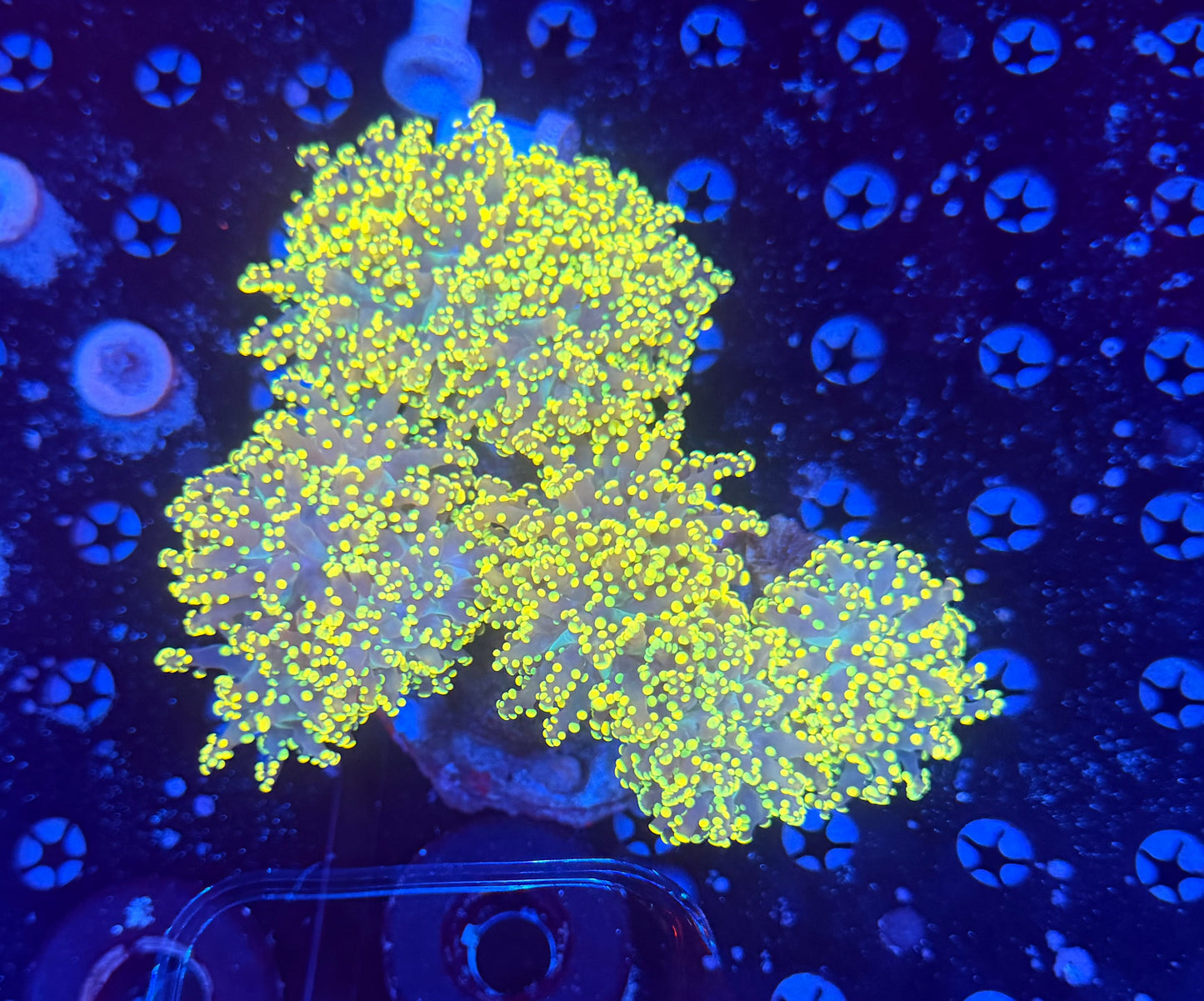 Indo frogspawn colony