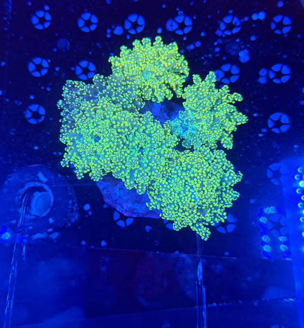 Indo frogspawn colony