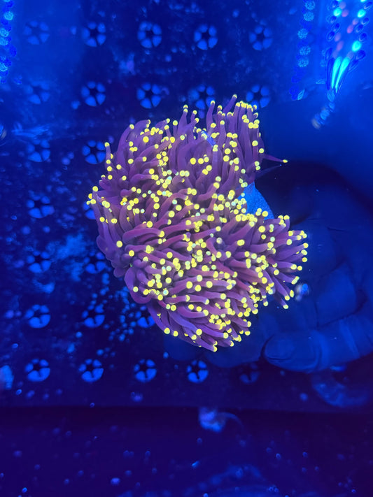 Indo yellow tip colony